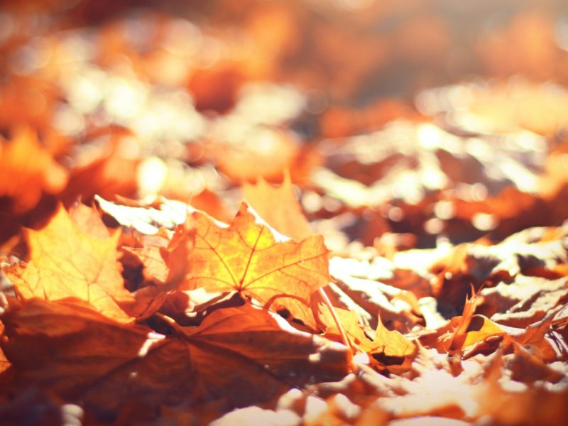 Sun shines on fallen leaves. (Image: Timothy Eberly/Unsplash)