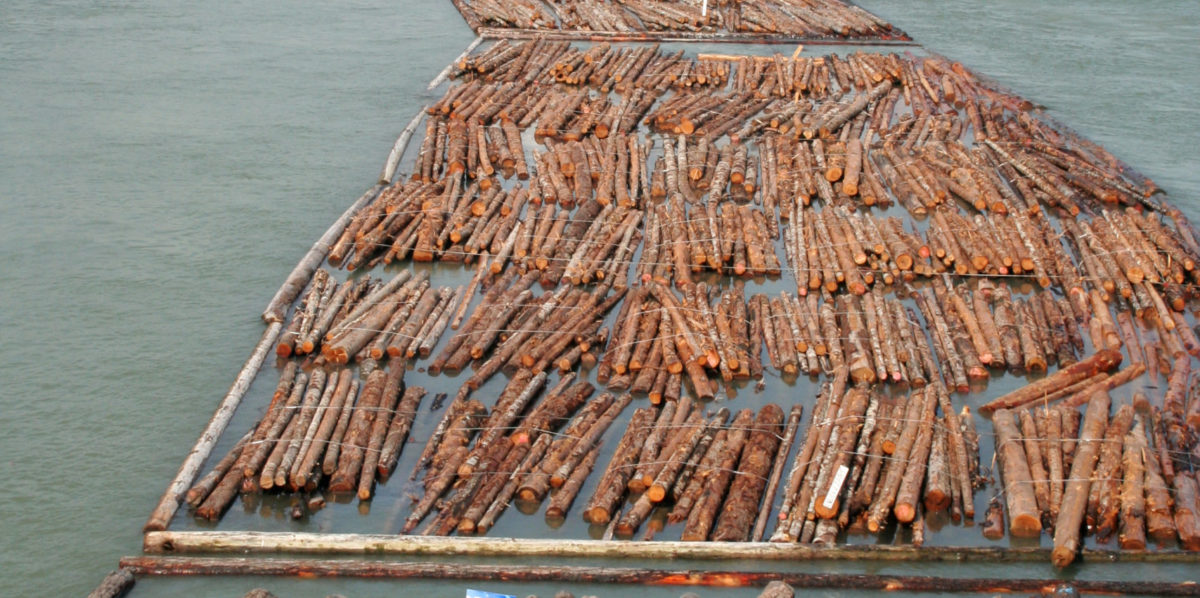 Logging up the Fraser River in B.C.