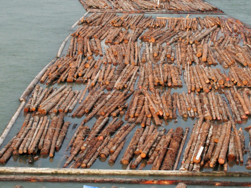 Logging up the Fraser River in B.C.