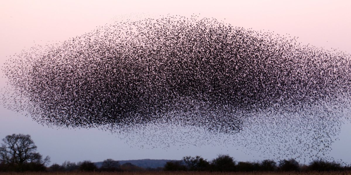 A swarm of starlings, not locusts nor lobbyists.