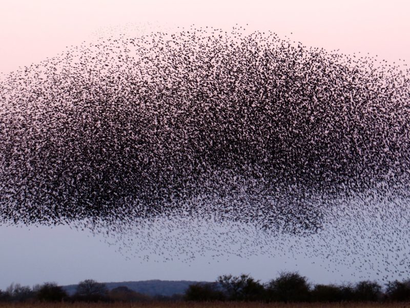A swarm of starlings, not locusts nor lobbyists.