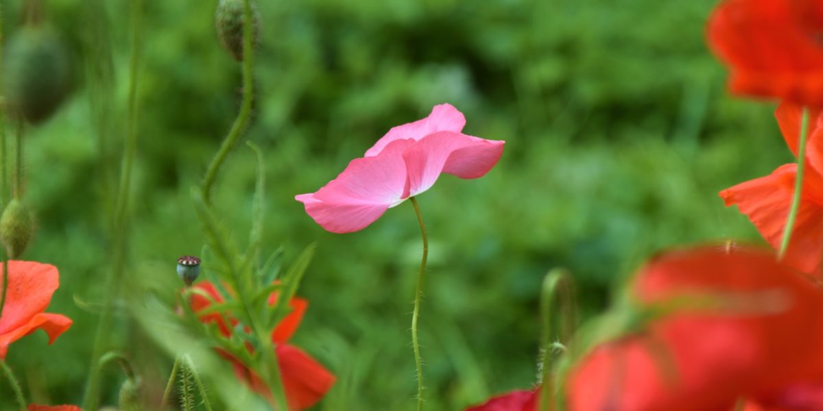 A pink poppy among red poppies.