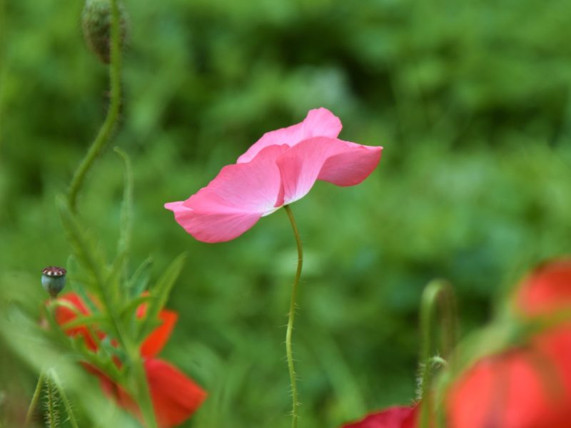 A pink poppy among red poppies.