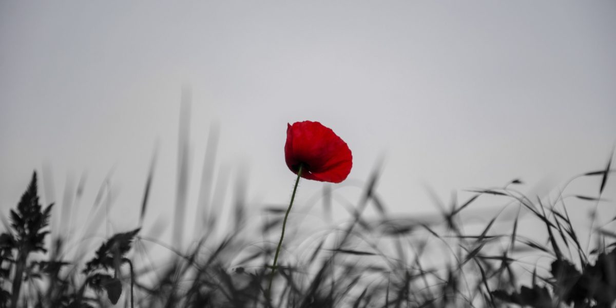 A single red poppy against a grey sky.