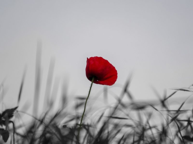 A single red poppy against a grey sky.