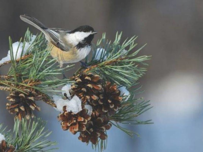 Photo of a bird on a branch with a pinecone and snow