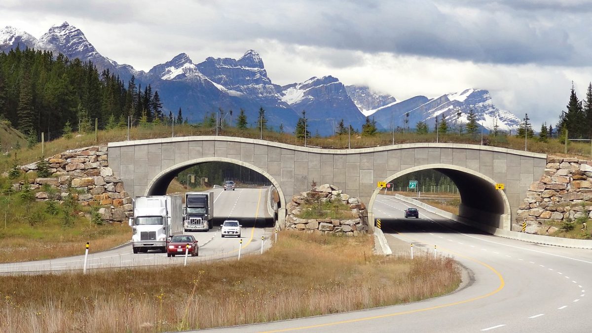 One of several wildlife overpasses on the Trans-Canada Highway between Banff and Lake Louise, Alberta. Photo by WikiPedant at Wikimedia Commons