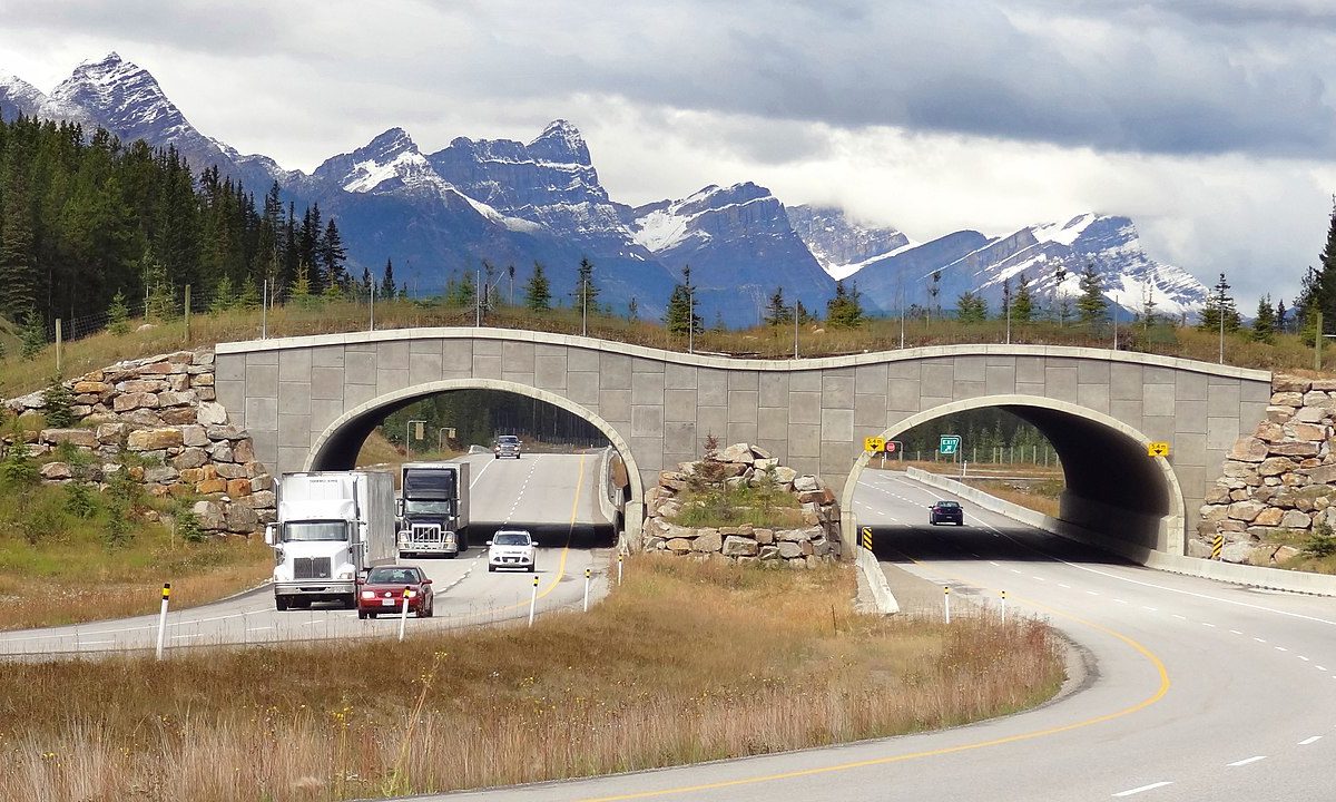 One of several wildlife overpasses on the Trans-Canada Highway between Banff and Lake Louise, Alberta. Photo by WikiPedant at Wikimedia Commons