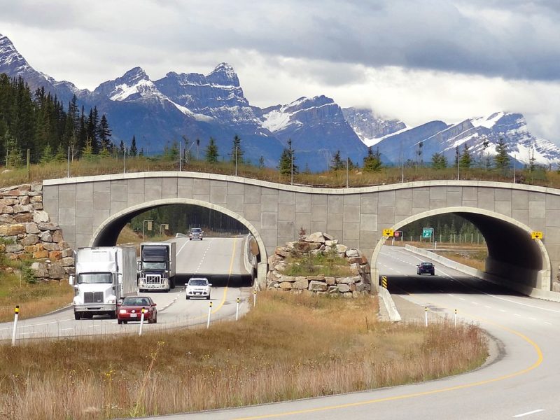 One of several wildlife overpasses on the Trans-Canada Highway between Banff and Lake Louise, Alberta. Photo by WikiPedant at Wikimedia Commons