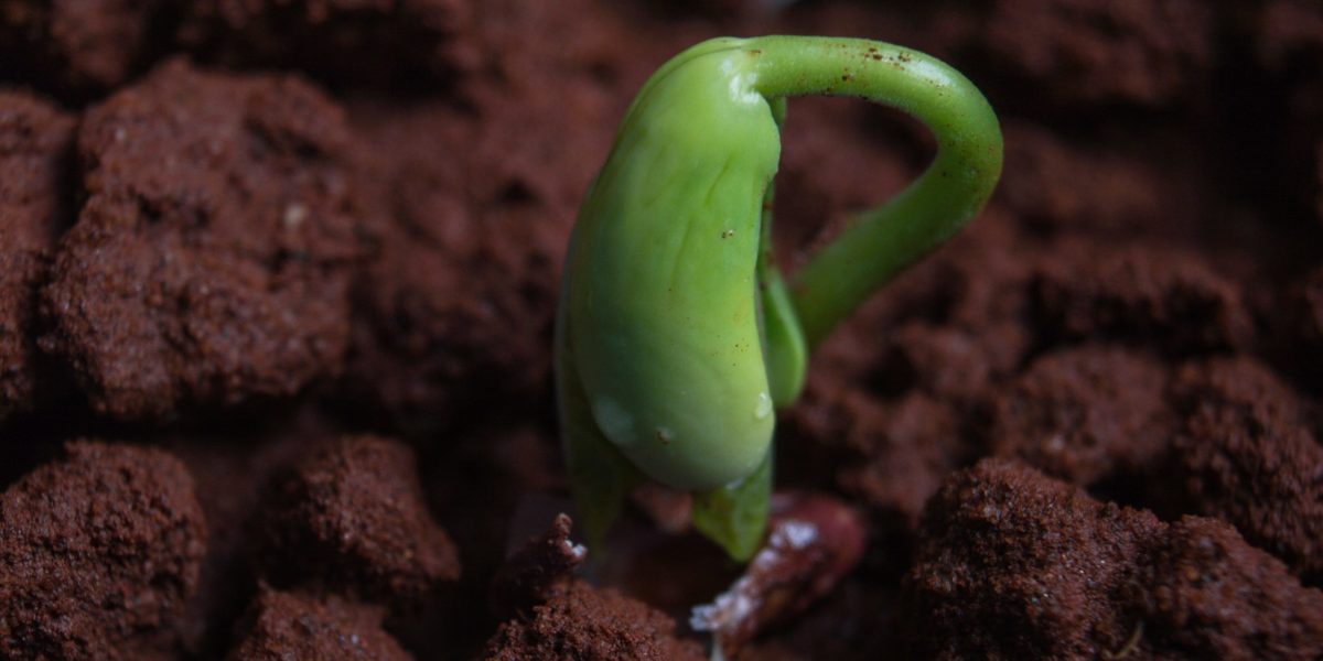 Photo of a plant growing.