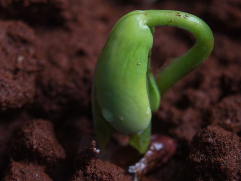 Photo of a plant growing.