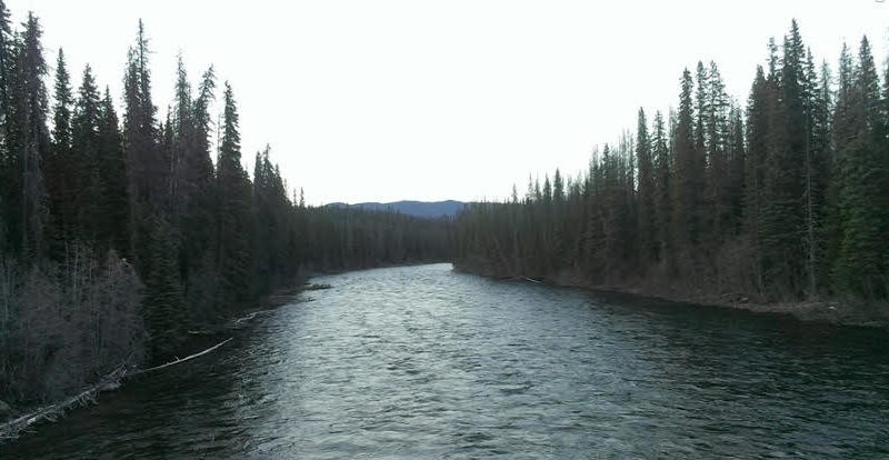 River flows in the middle of a forest.