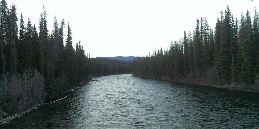 River flows in the middle of a forest.