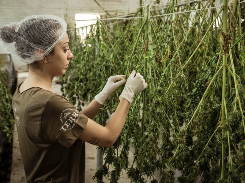 Image of cannabis worker with racks of drying cannabis in a warehouse.