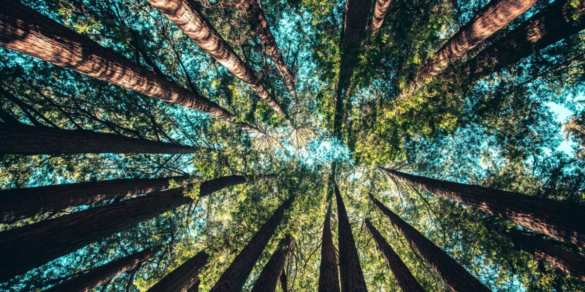 A photo of a forest of tall trees and blue sky with a view from the ground up.