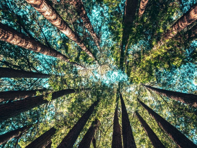 A photo of a forest of tall trees and blue sky with a view from the ground up.