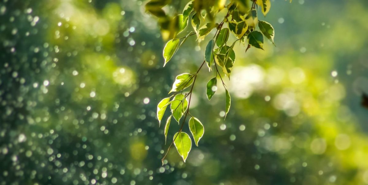 Photo of water droplets falling of a branch of green leaves against a green background.