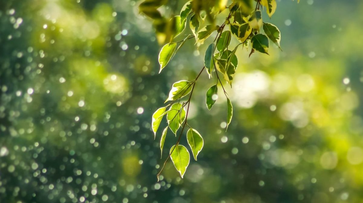 Photo of water droplets falling of a branch of green leaves against a green background.