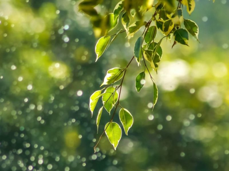 Photo of water droplets falling of a branch of green leaves against a green background.