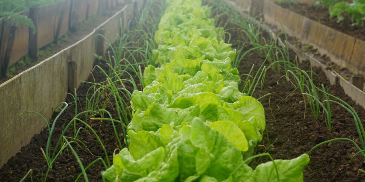 Photo of rows of lettuce and spring onions separating them from other green vegetables.