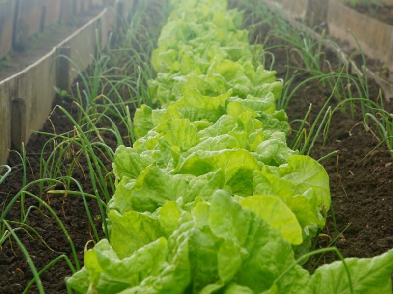 Photo of rows of lettuce and spring onions separating them from other green vegetables.
