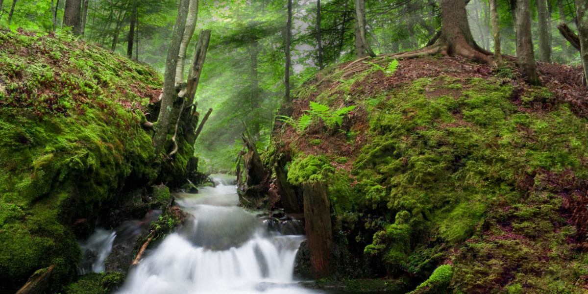 A photo of one of the two streams that form Coldwater Creek. Pictured in this photo is the ruins of an old dam that was one of a few put in place for a fish hatchery. Today, the fish hatchery is now on the other stream that forms the main flow of Coldwater Creek.