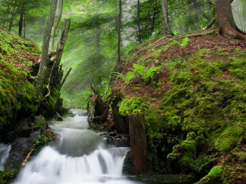 A photo of one of the two streams that form Coldwater Creek. Pictured in this photo is the ruins of an old dam that was one of a few put in place for a fish hatchery. Today, the fish hatchery is now on the other stream that forms the main flow of Coldwater Creek.