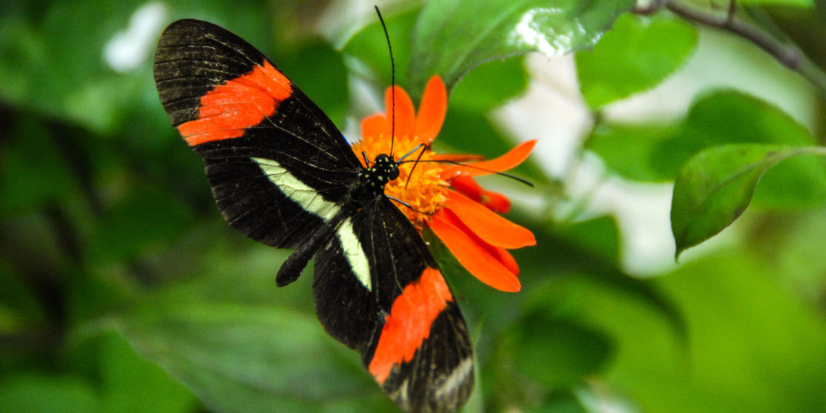 A photo of a butterfly feeding on a flower.