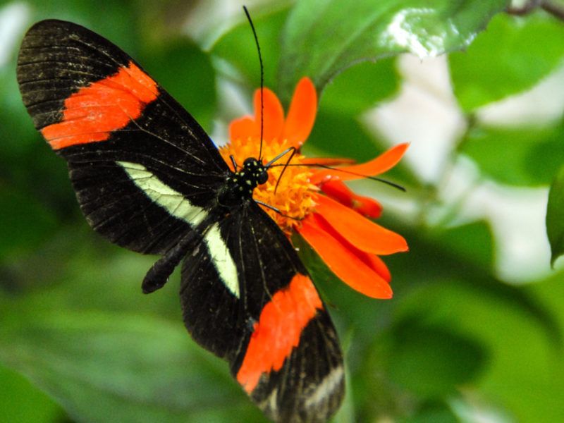 A photo of a butterfly feeding on a flower.