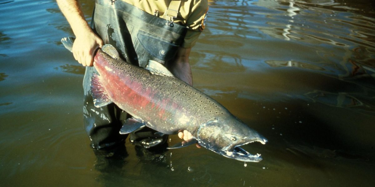 A photo of a Chinook salmon, one of the types of wild salmon that are under threat from diseases spread by fish farms.