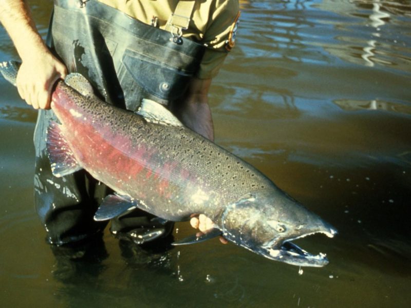 A photo of a Chinook salmon, one of the types of wild salmon that are under threat from diseases spread by fish farms.
