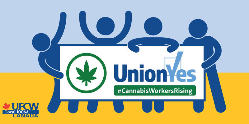 UFCW cannabis workers union
