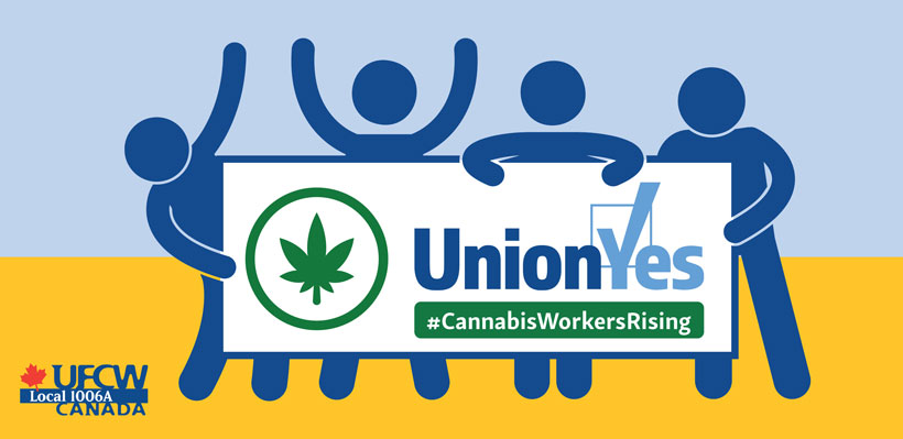 UFCW cannabis workers union