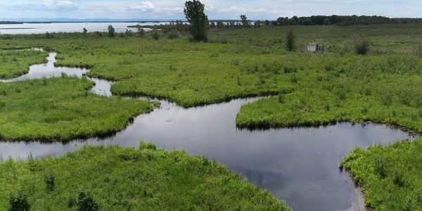 Water-purifying, carbon-sequestering landscapes – rabble.ca