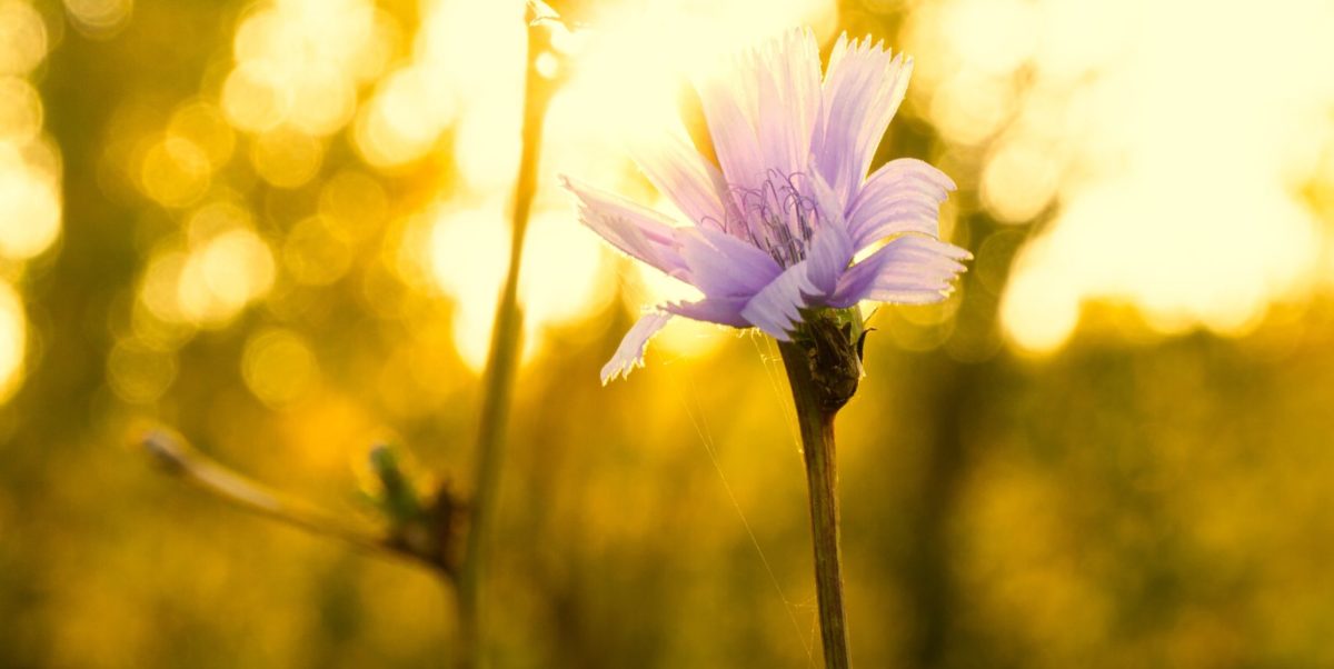 A photo of a purple flower in a field