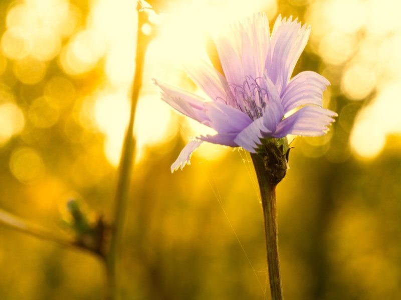 A photo of a purple flower in a field