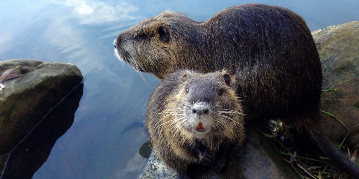 A pair of beavers.