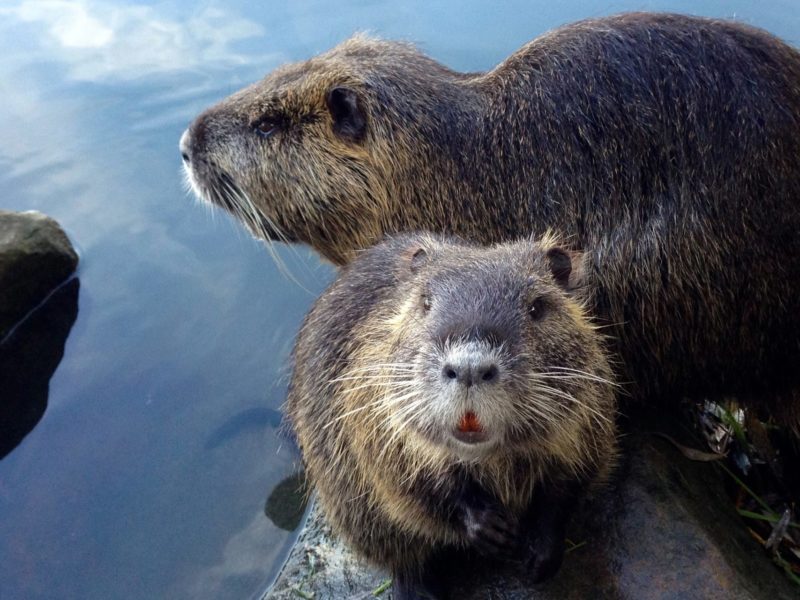 A pair of beavers.