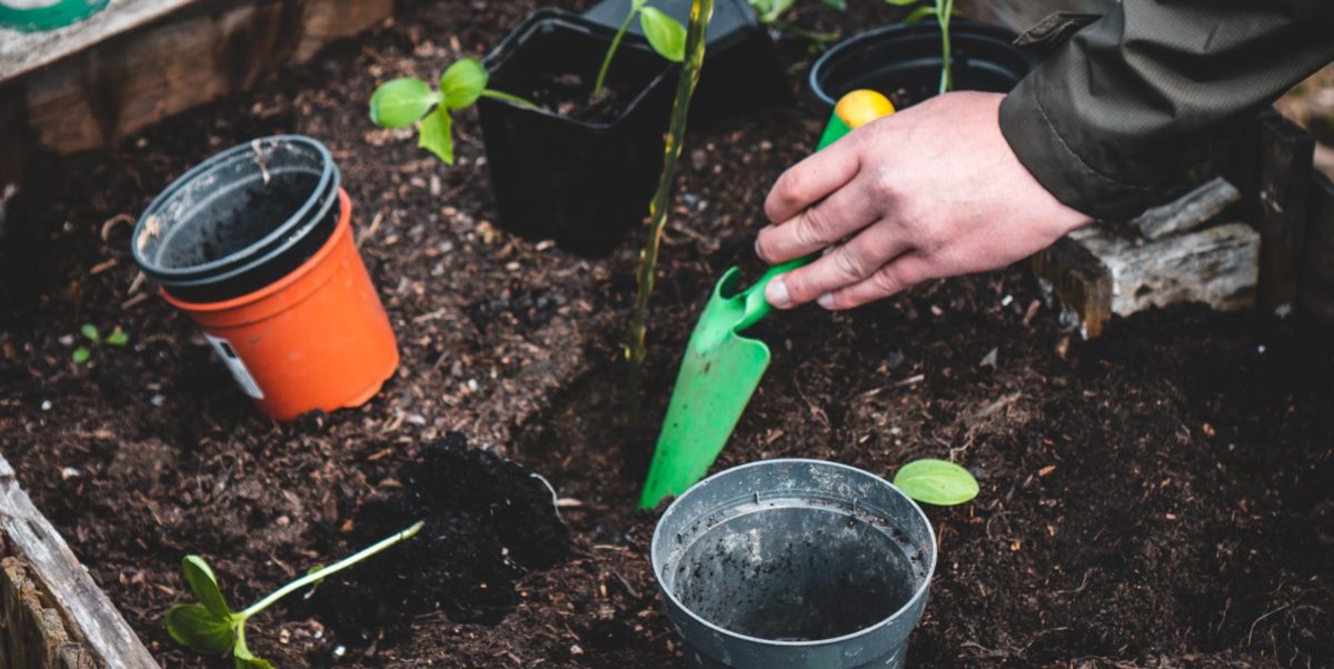 A photo of a person gardening.