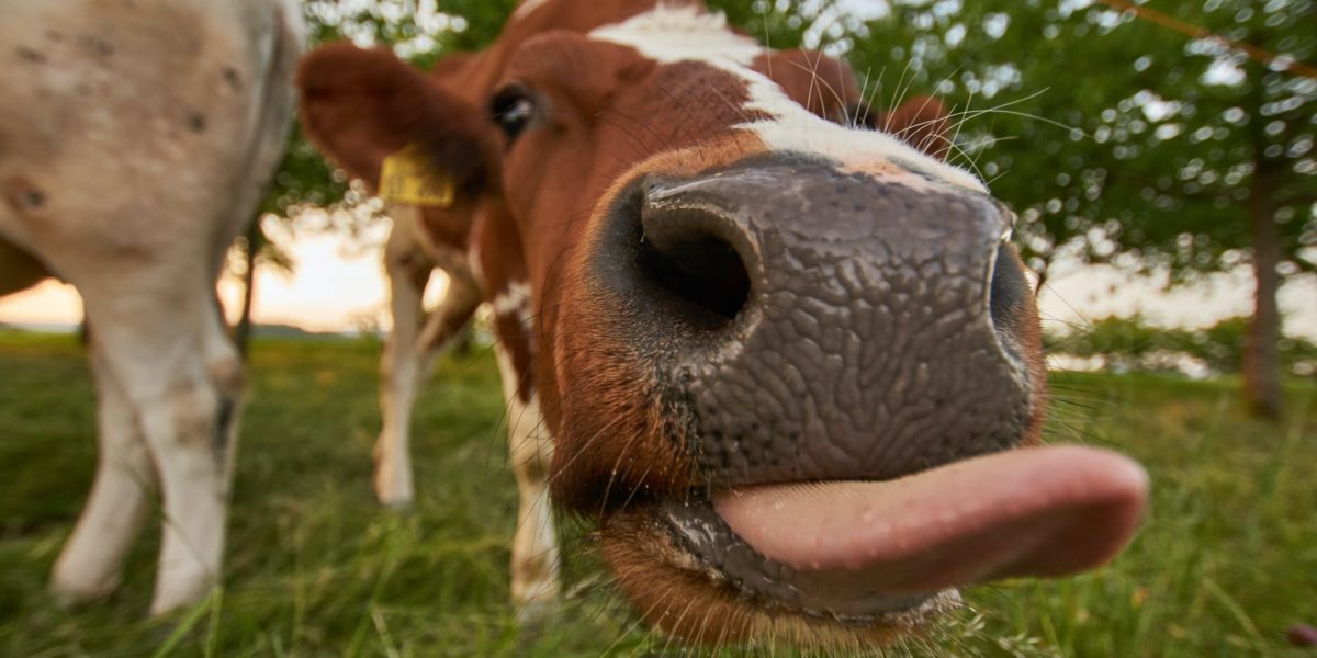 A photo of a cow. Cows produce methane through their digestive process.