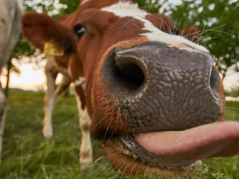 A photo of a cow. Cows produce methane through their digestive process.