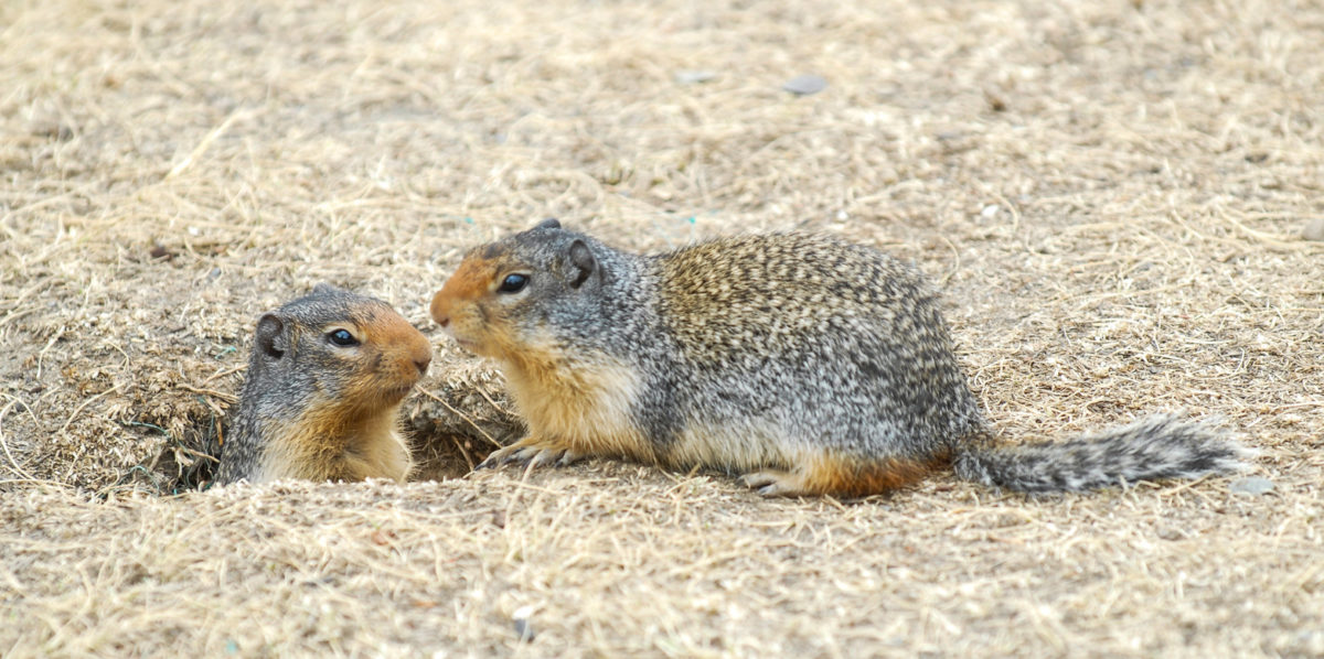 A photo of two chipmunks, one popping out of the ground.