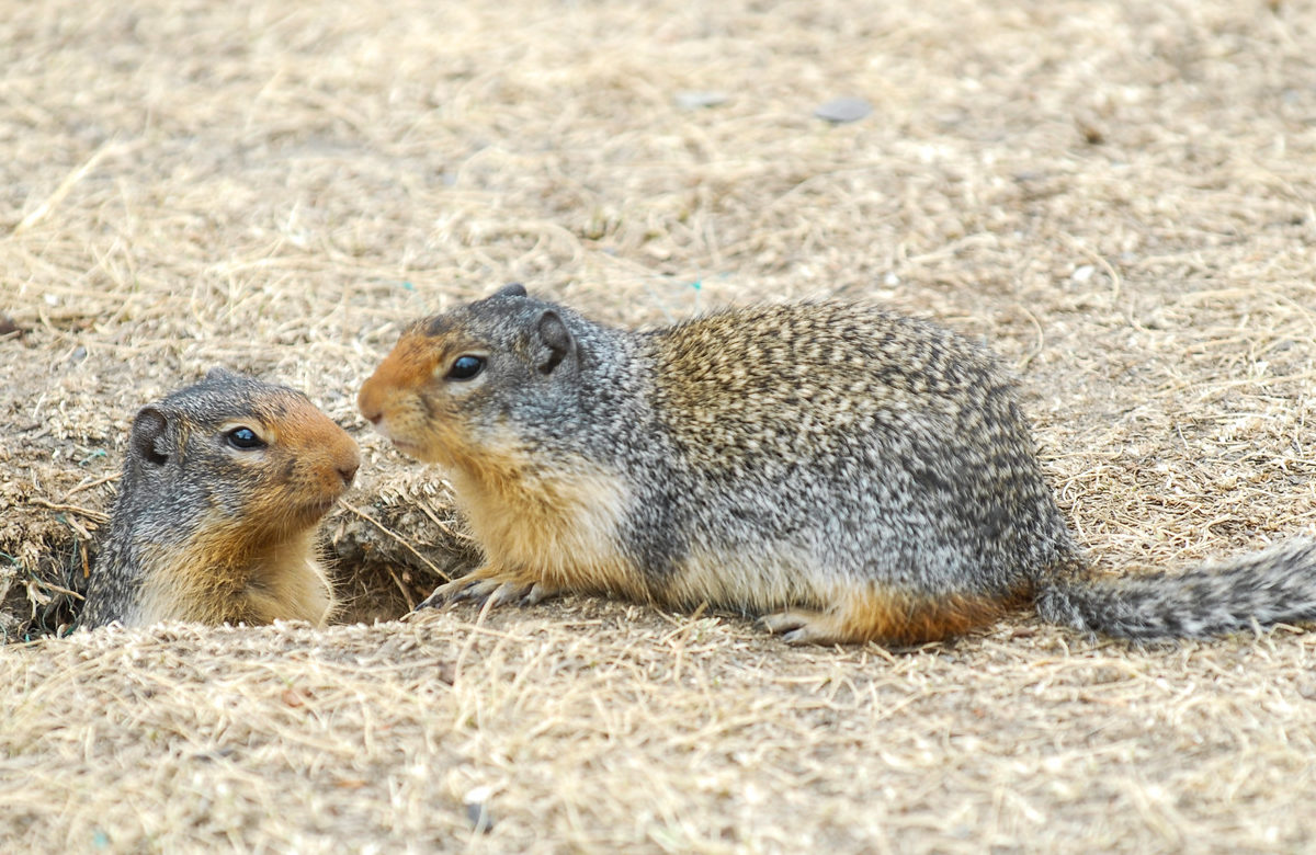 A photo of two chipmunks, one popping out of the ground.