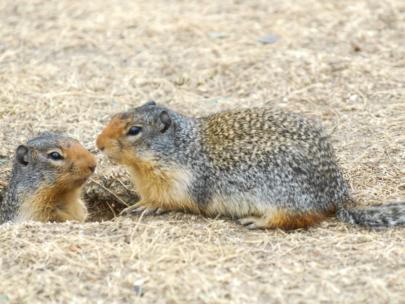 A photo of two chipmunks, one popping out of the ground.