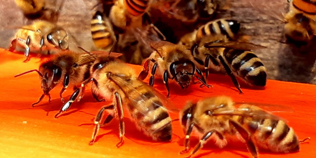 A photo of honeybees.