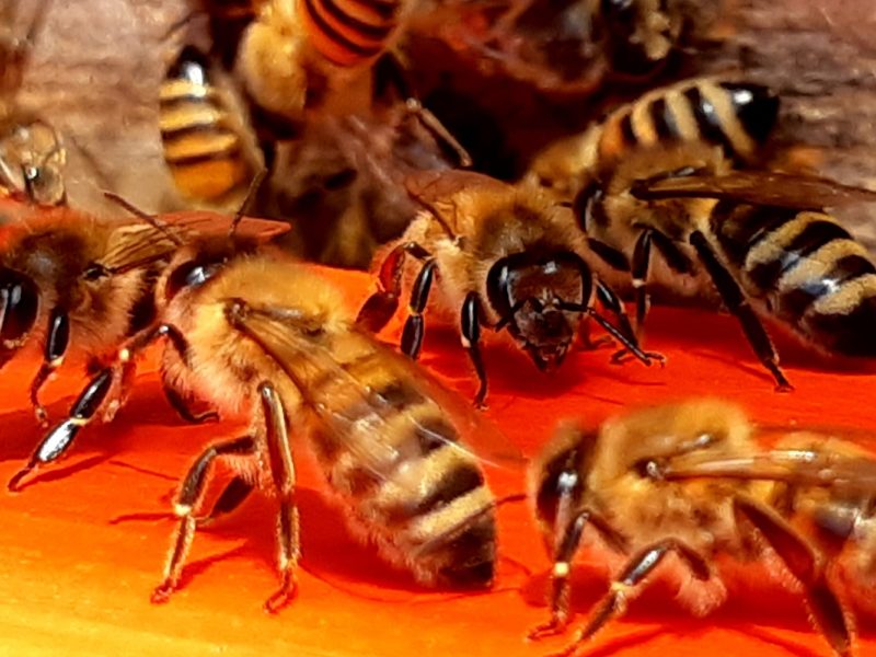 A photo of honeybees.