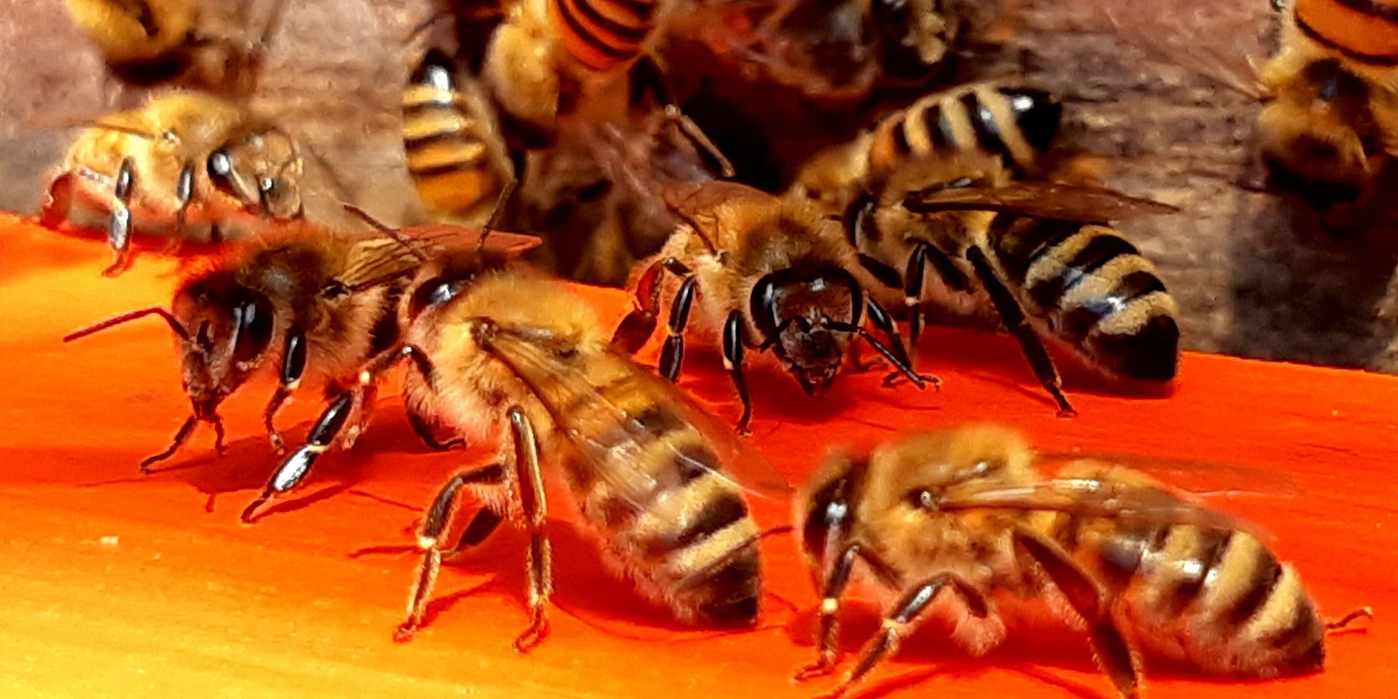 Maryland Today  Today's Honey Bees Live Only Half as Long as '70s…