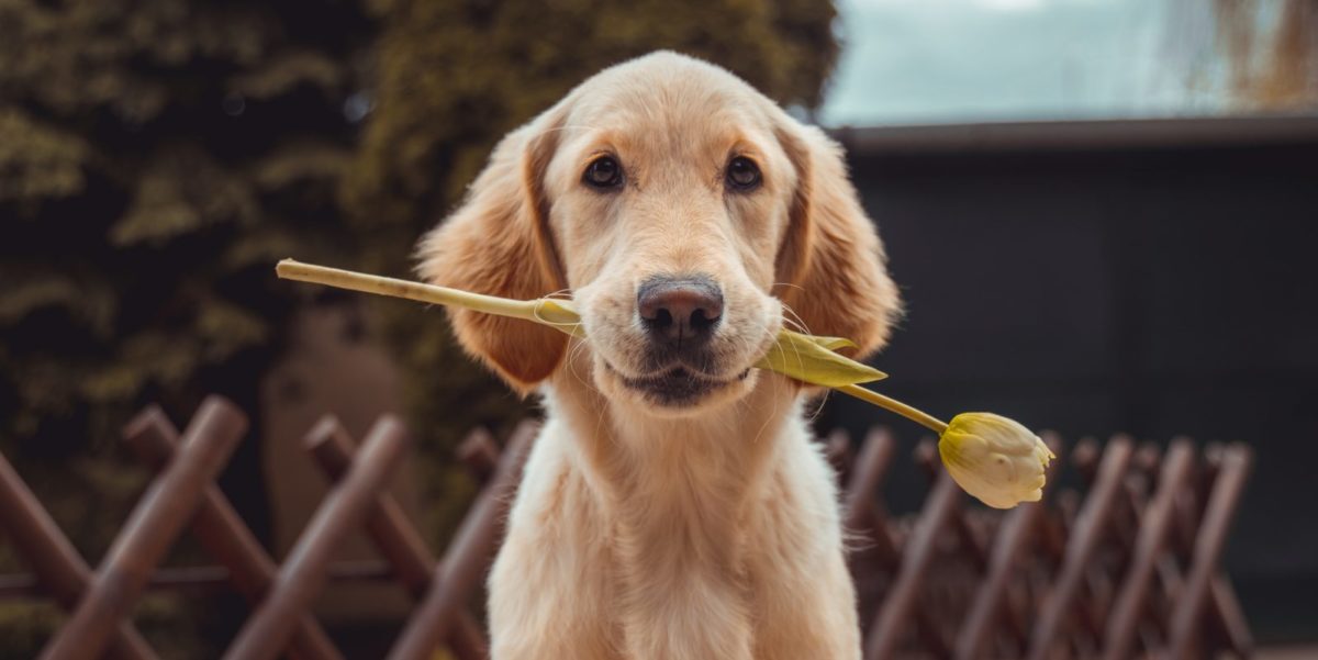 A photo of a dog. Dogs make great emotional support animals.