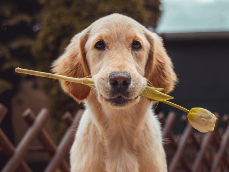 A photo of a dog. Dogs make great emotional support animals.