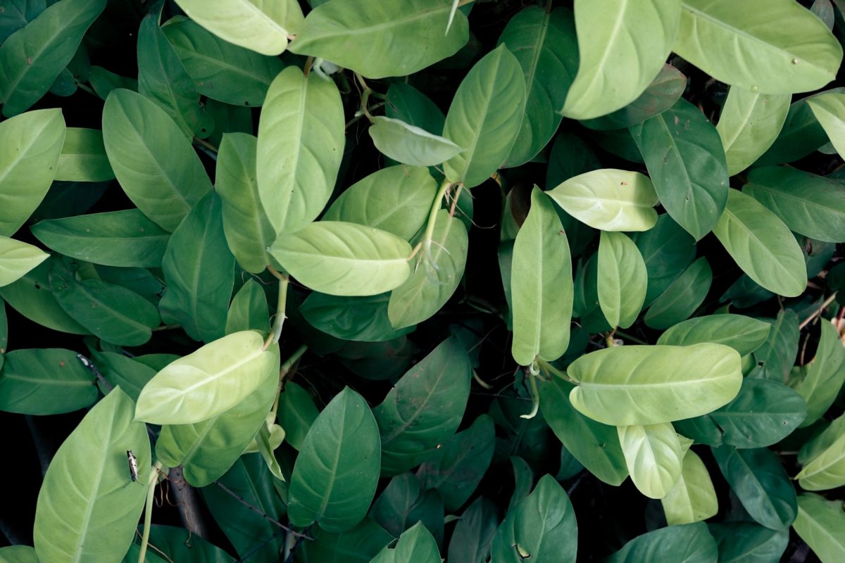 A photo of a pile of green leaves